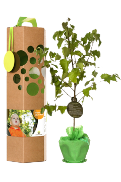 Geburtsbaum Geburtsbaum