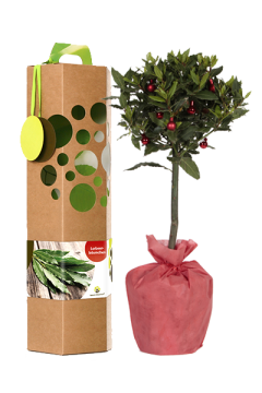 Lorbeer-auf-Stamm-Weihnachten Lorbeer-auf-Stamm-Weihnachten