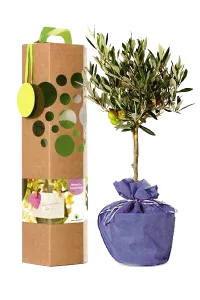 Wunschbaum